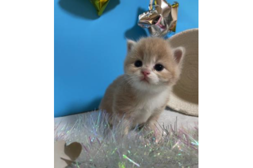 成約済の大阪府のスコティッシュフォールド-68343の5枚目